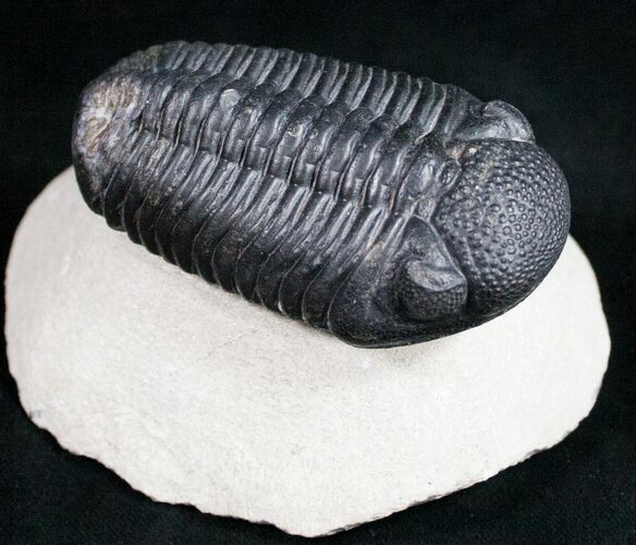 Prone Phacopid Trilobite - Mrakib, Morocco #9698